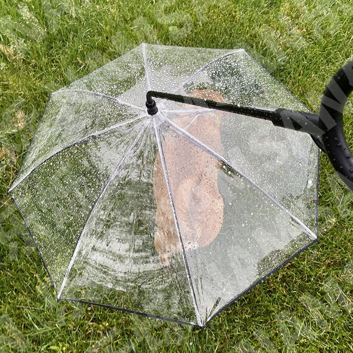 Transparent Pet umbrella